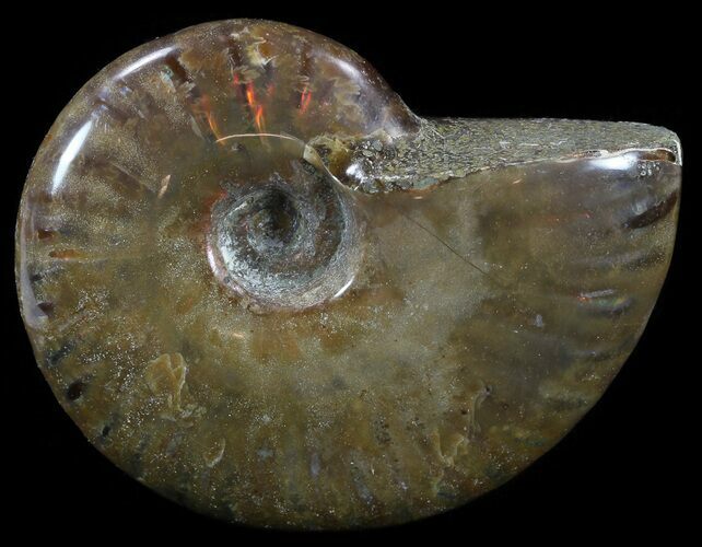 Flashy Red Iridescent Ammonite - Wide #52344
